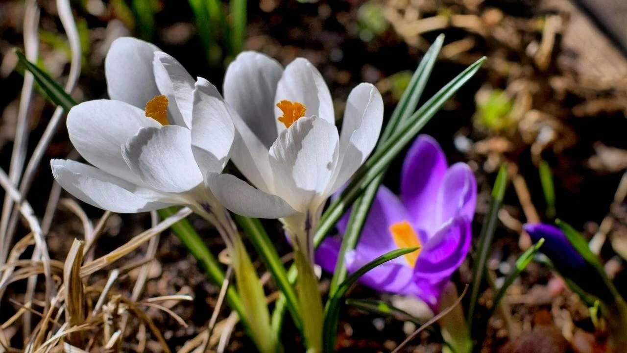 Җомга вәгазе